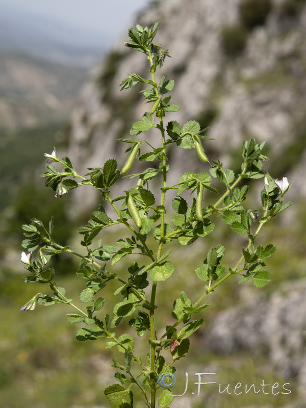 Ononis laxiflora.18