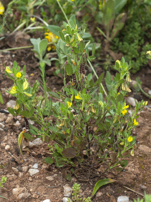 Ononis ornithopodioides.01
