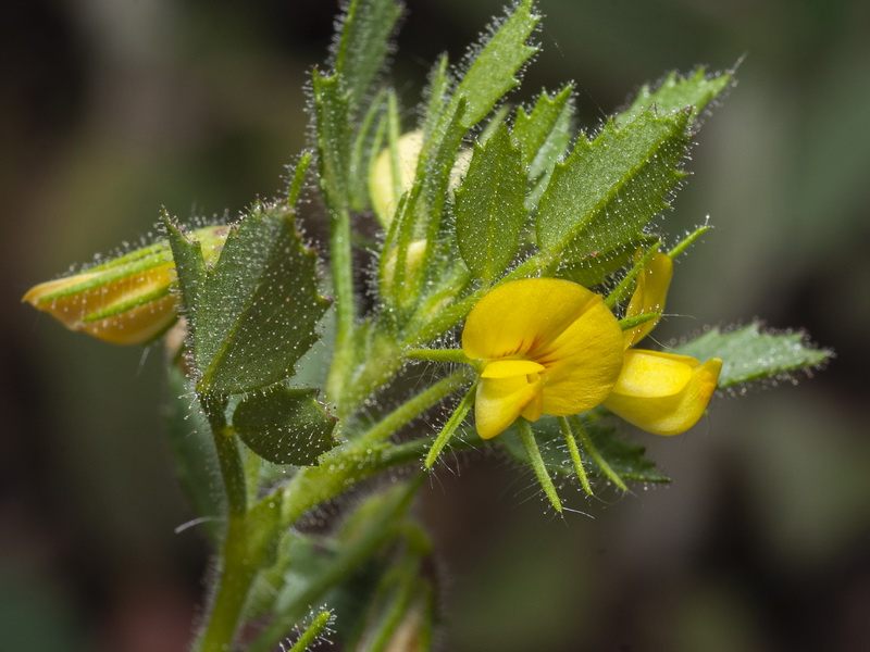 Ononis ornithopodioides.08