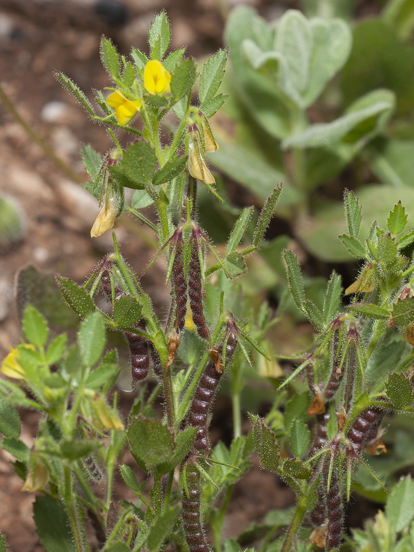 Ononis ornithopodioides.09