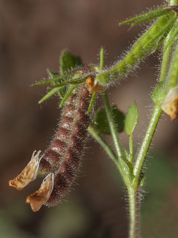 Ononis ornithopodioides.10