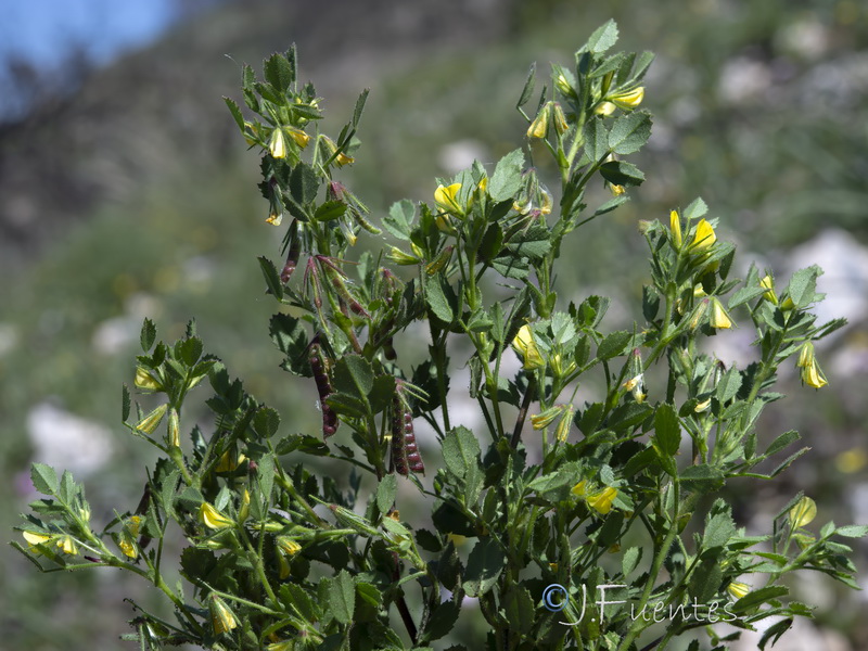Ononis ornithopodioides.11