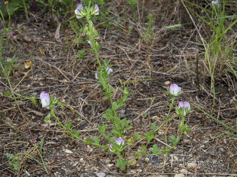 Ononis pendula boissieri.01