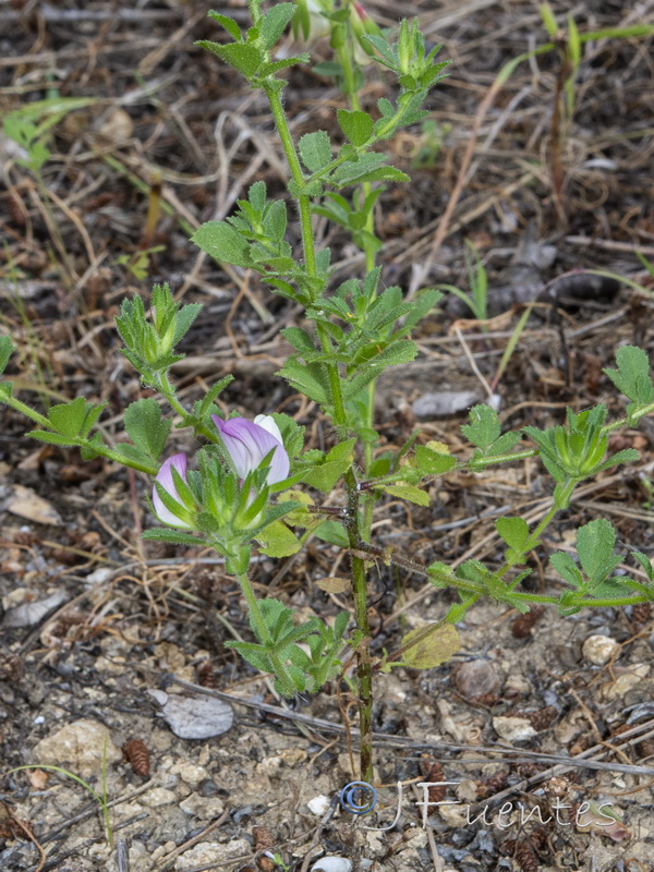 Ononis pendula boissieri.02