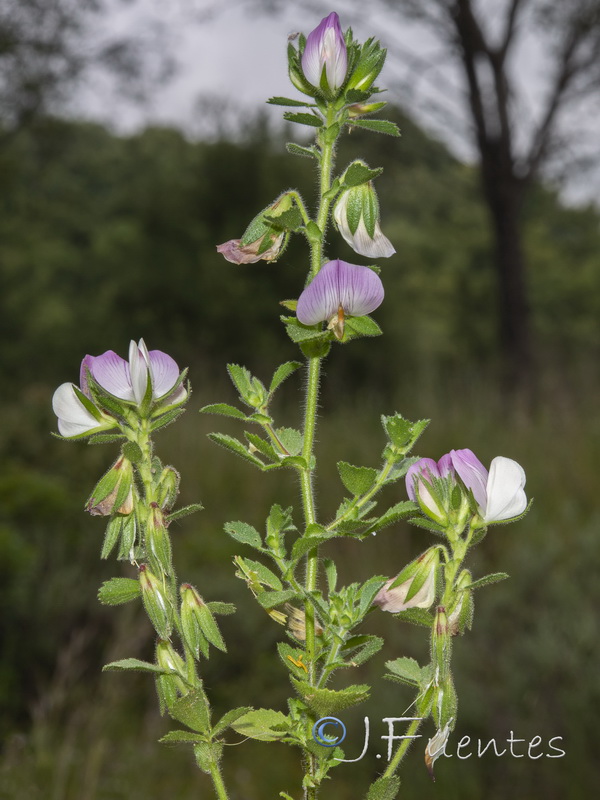 Ononis pendula boissieri.03