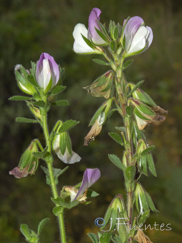 Ononis pendula boissieri.04