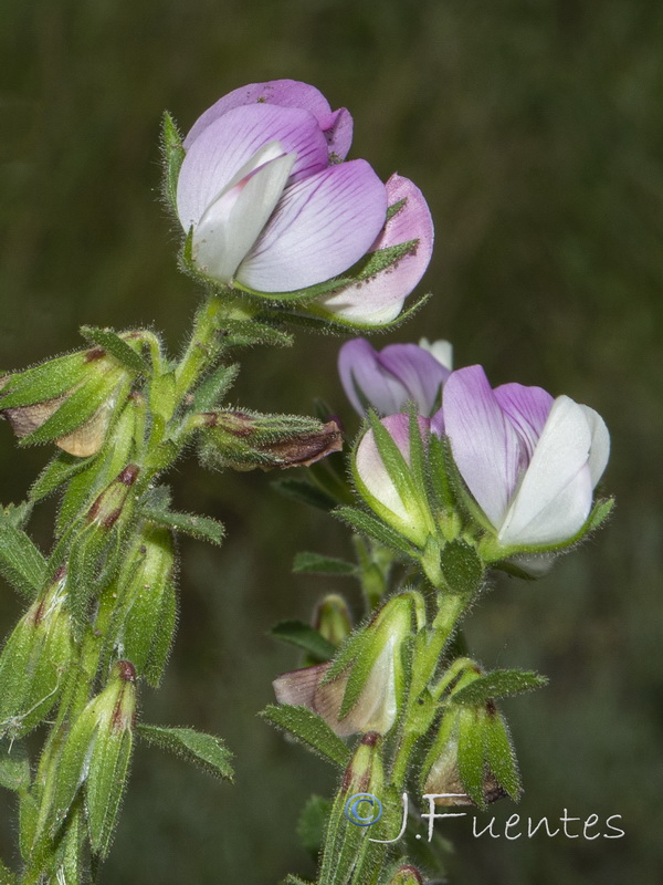 Ononis pendula boissieri.05