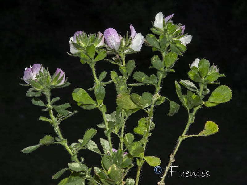 Ononis pendula boissieri.06