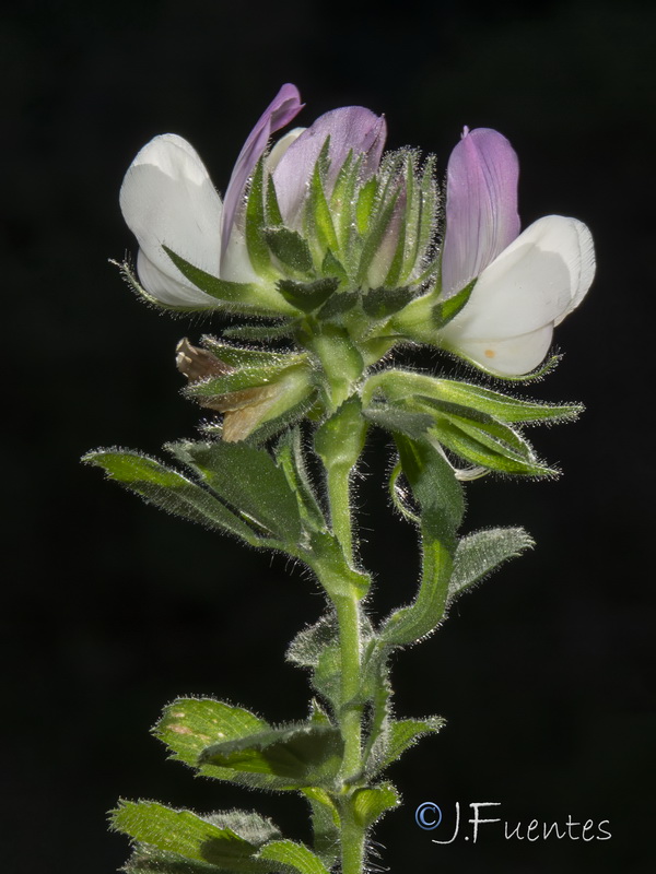 Ononis pendula boissieri.07