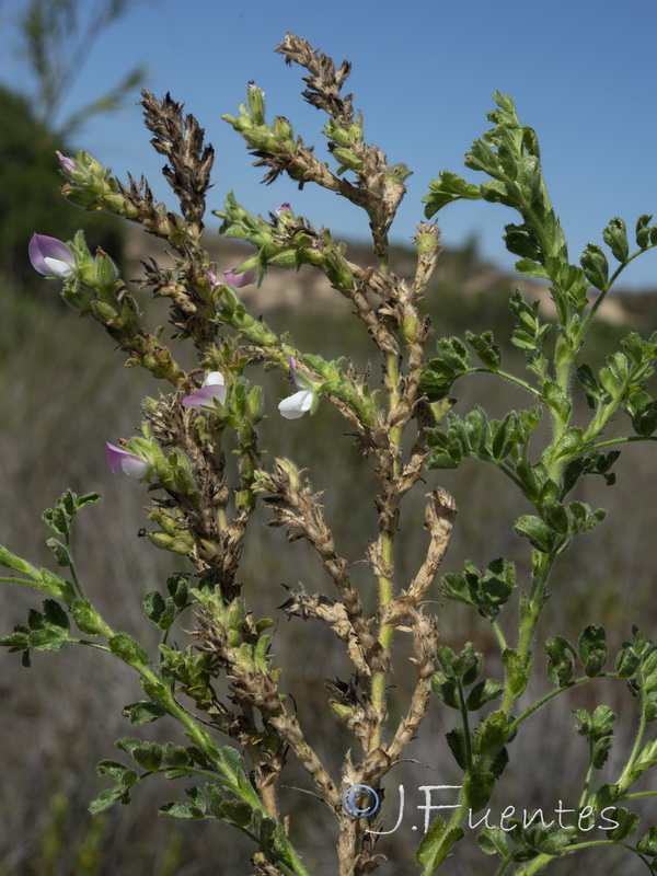 Ononis pinnata.01