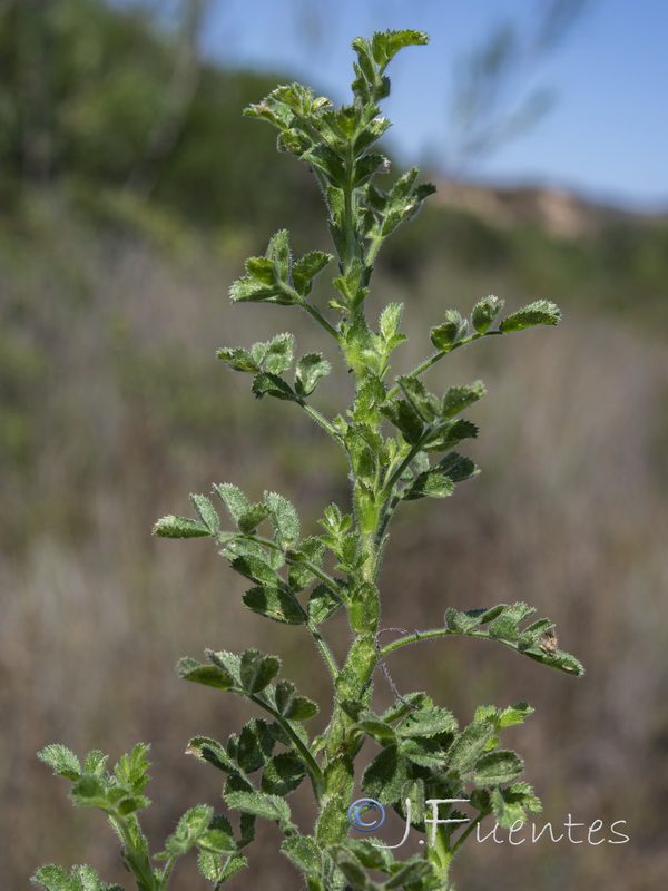 Ononis pinnata.02