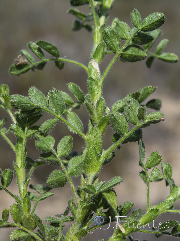 Ononis pinnata.03