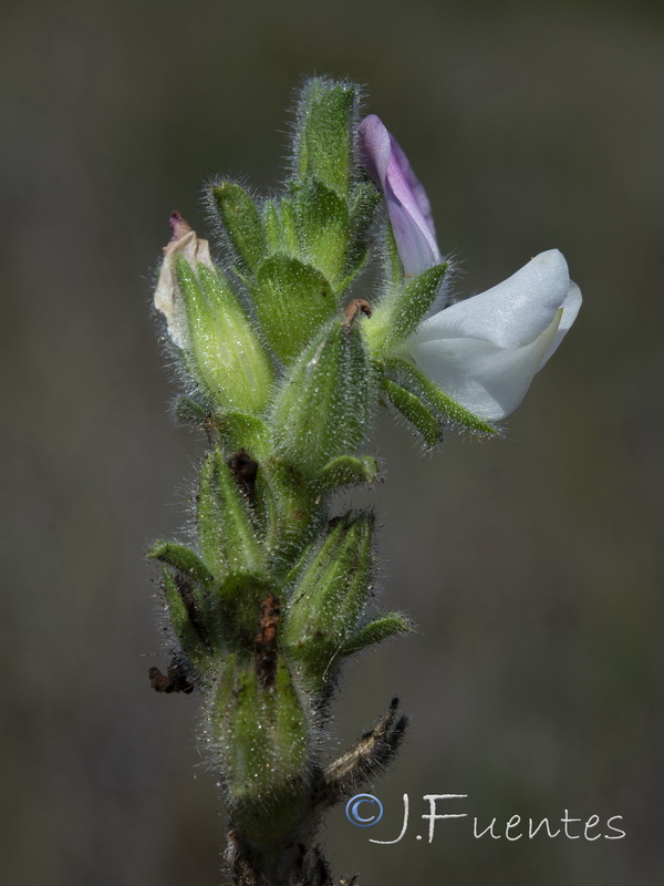 Ononis pinnata.09