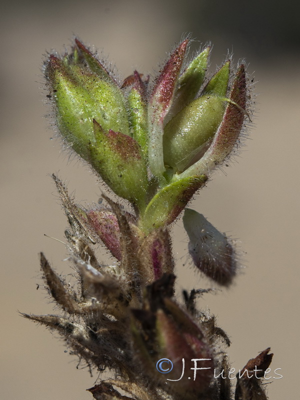 Ononis pinnata.11