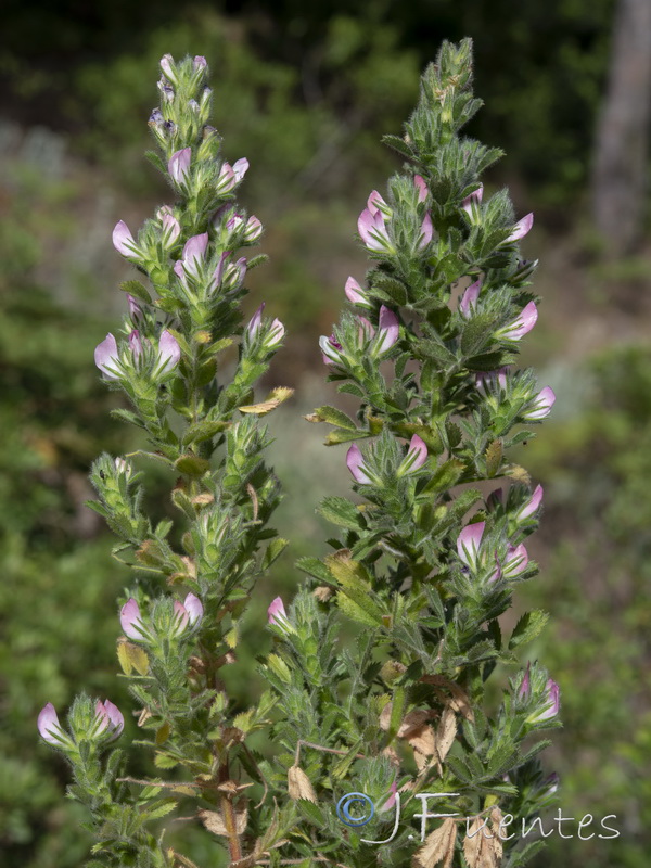 Ononis pinnata.12