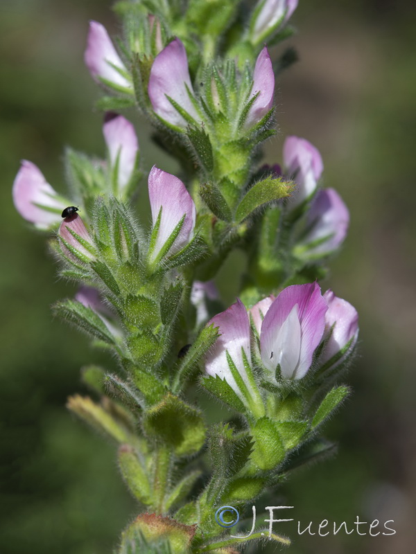 Ononis pinnata.05