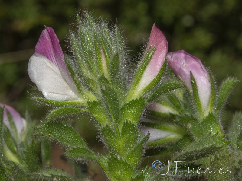 Ononis pinnata.17