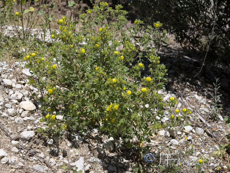 Ononis pubescens.01
