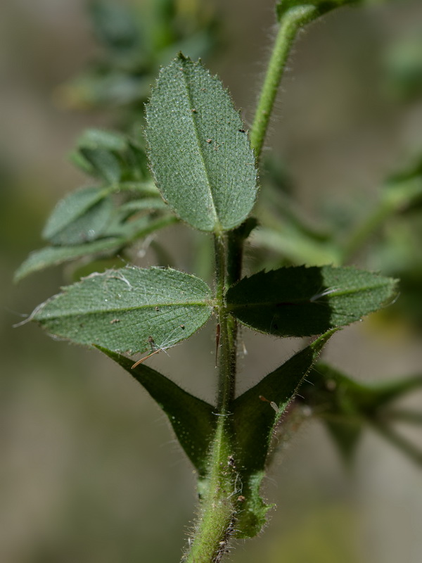 Ononis pubescens.04