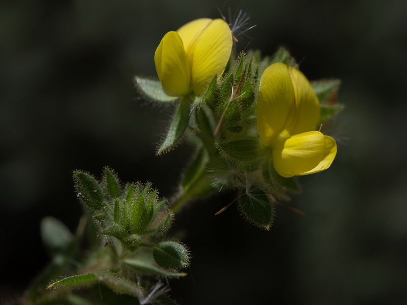 Ononis pubescens.12