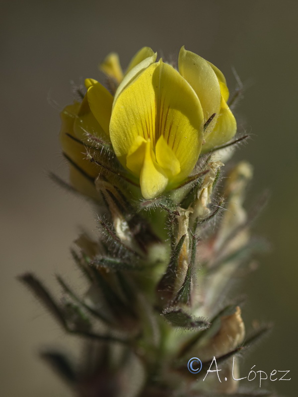 Ononis pusilla saxicola.05
