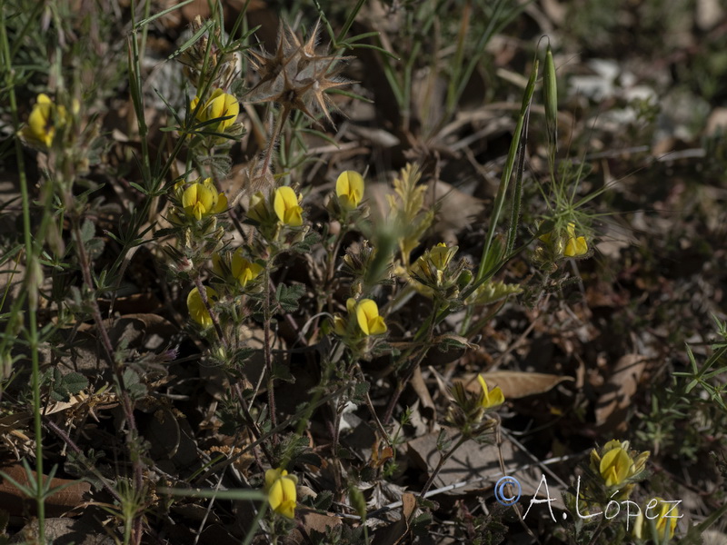 Ononis pusilla saxicola.06