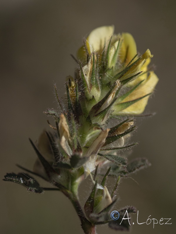 Ononis pusilla saxicola.07
