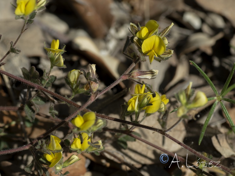 Ononis pusilla saxicola.08