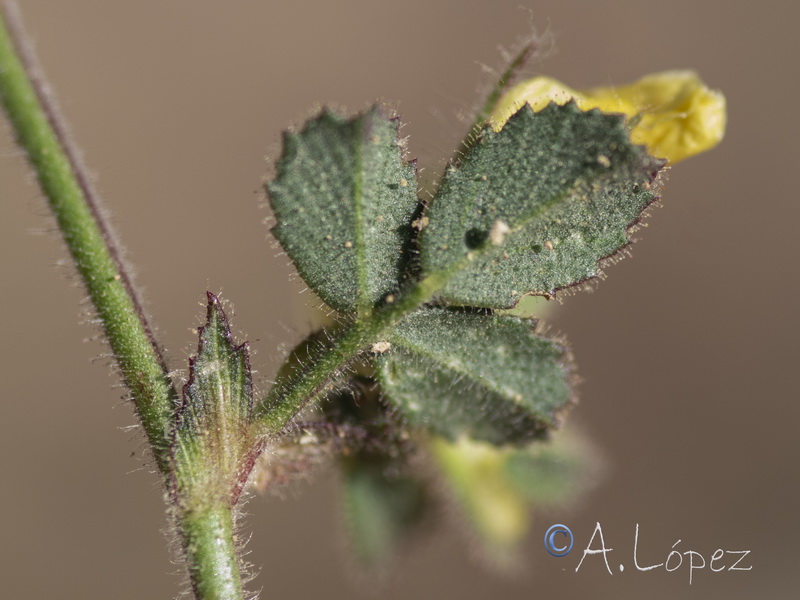 Ononis pusilla saxicola.10