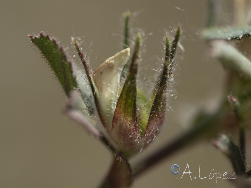Ononis pusilla saxicola.11