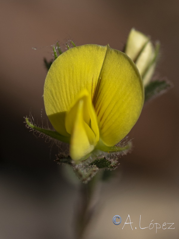 Ononis pusilla saxicola.12