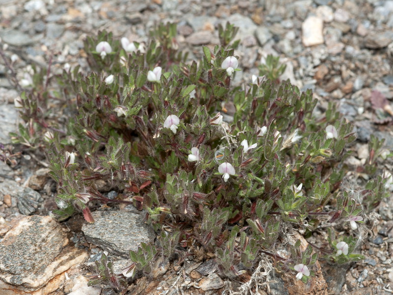 Ononis reclinata mollis.01