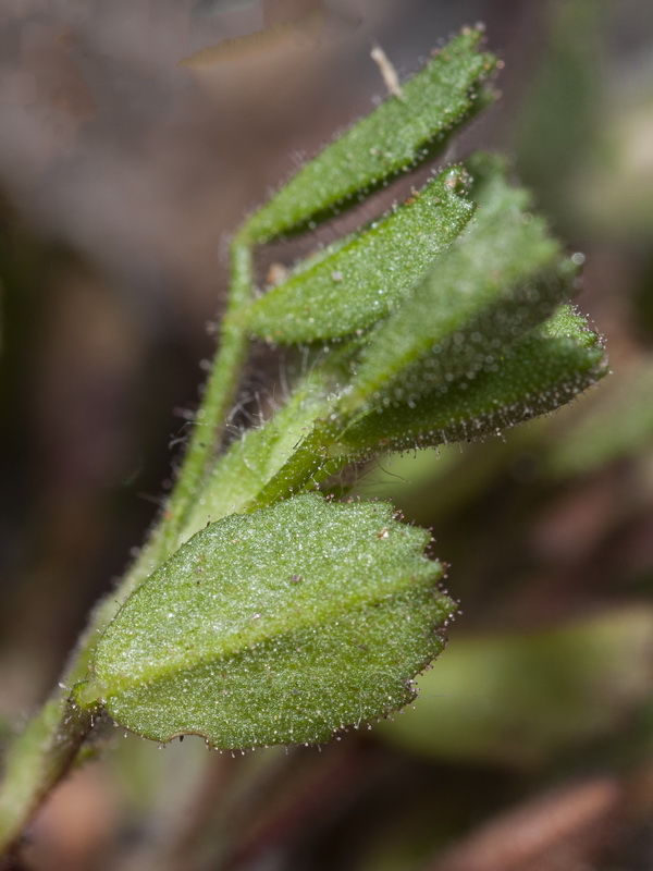 Ononis reclinata mollis.02