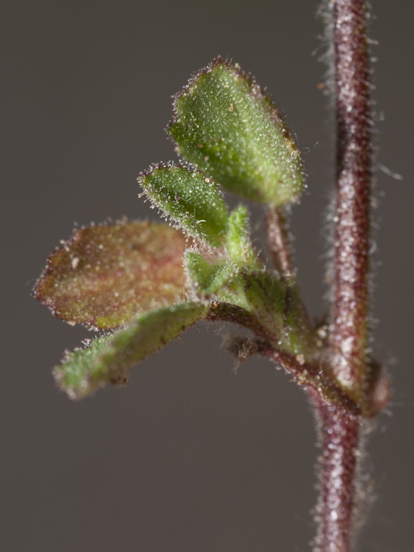 Ononis reclinata mollis.03