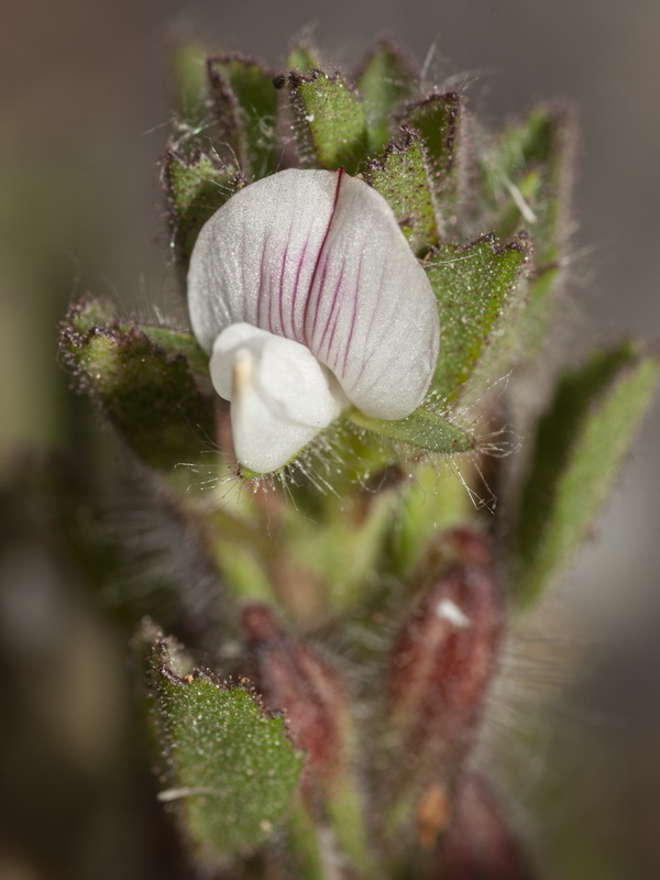 Ononis reclinata mollis.05