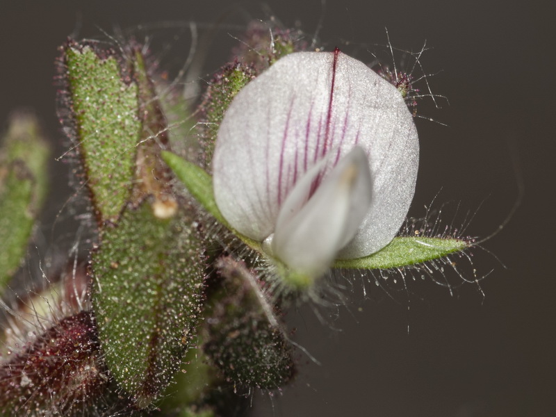 Ononis reclinata mollis.06
