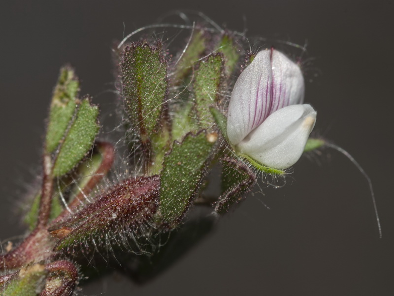 Ononis reclinata mollis.07