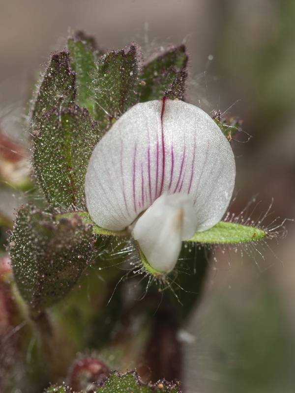 Ononis reclinata mollis.08
