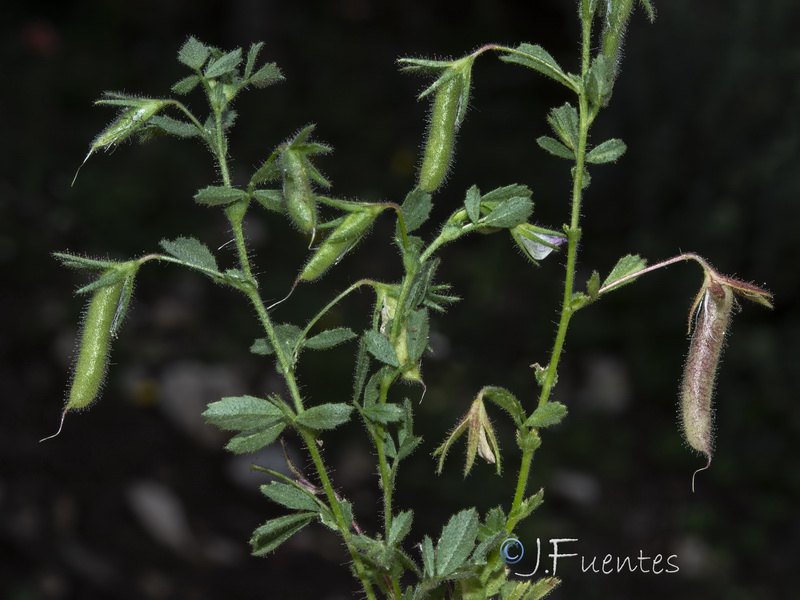 Ononis reclinata mollis.09