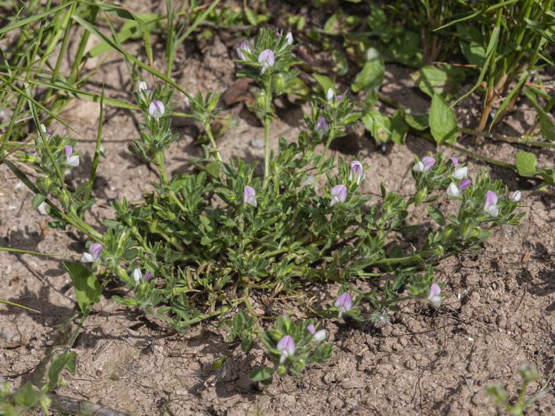 Ononis reclinata reclinata.02