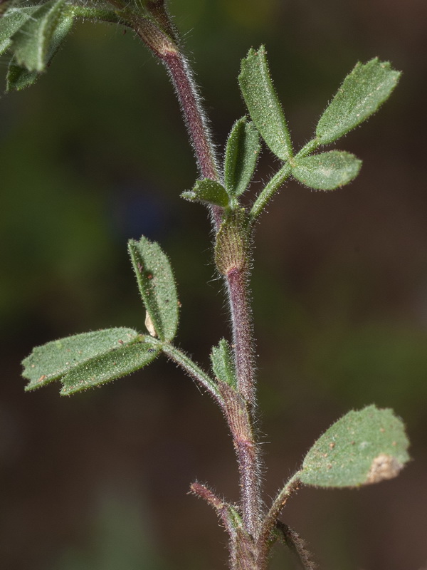 Ononis reclinata reclinata.04