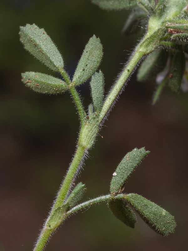 Ononis reclinata reclinata.05