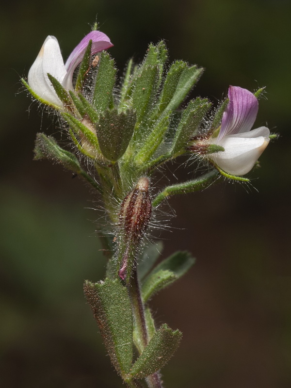 Ononis reclinata reclinata.06