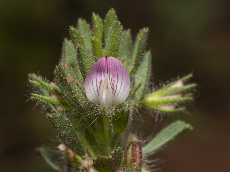 Ononis reclinata reclinata.08