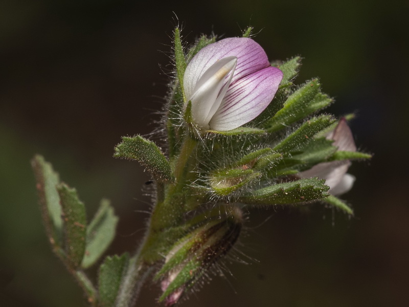 Ononis reclinata reclinata.10