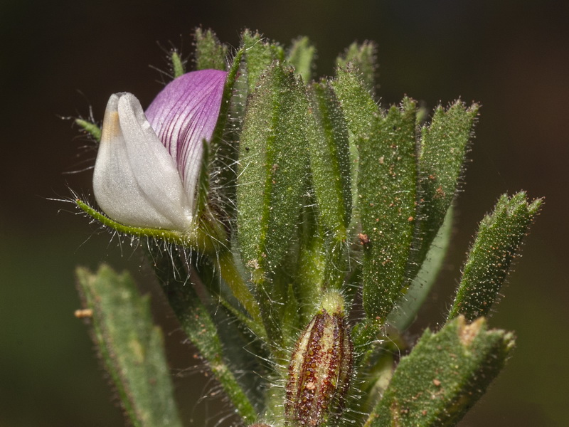 Ononis reclinata reclinata.13