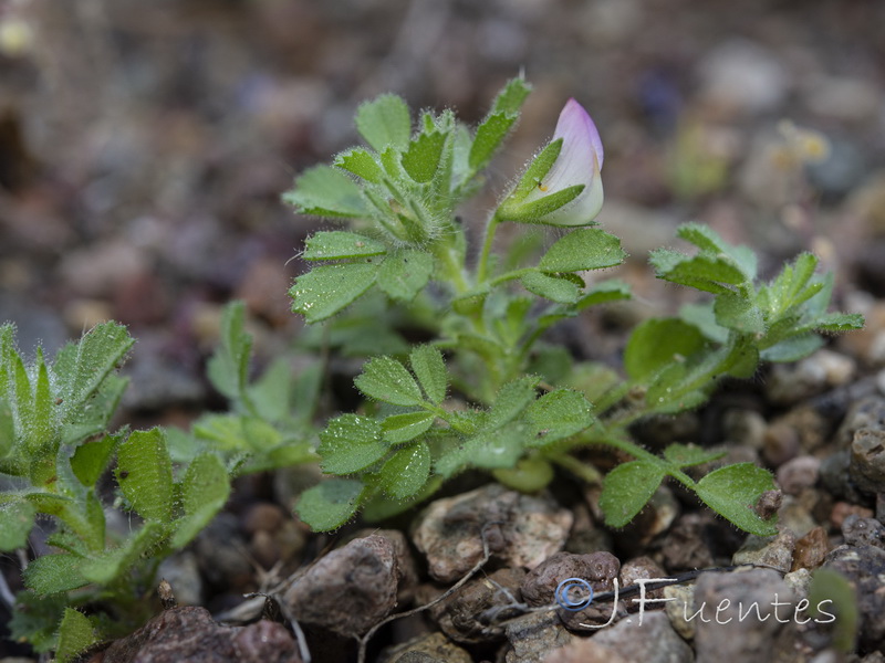 Ononis reclinata reclinata.17