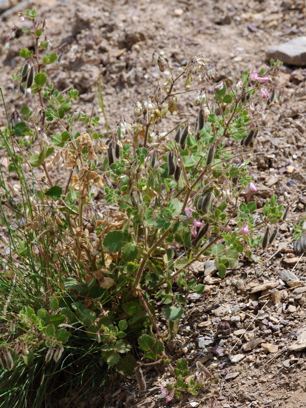 Ononis rotundifolia.01