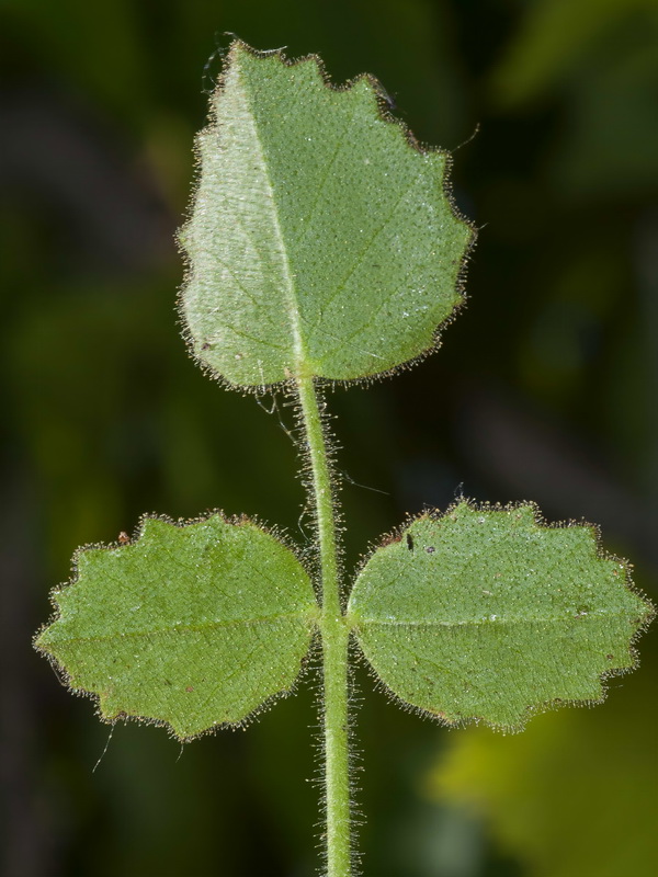 Ononis rotundifolia.02