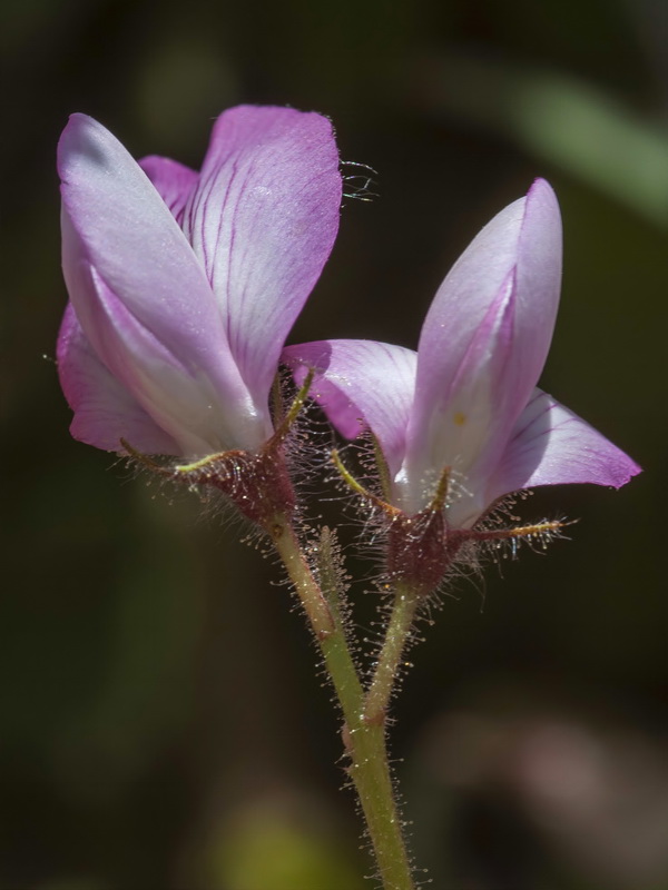 Ononis rotundifolia.05